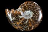 Polished, Agatized Ammonite (Cleoniceras) - Madagascar #97279-1